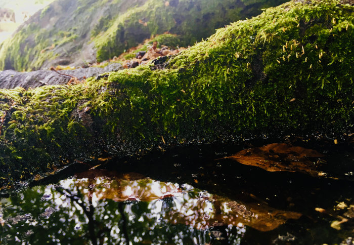 Photo of a puddle at the base of a tree