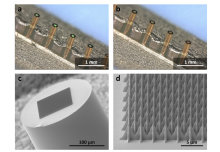 Miniature Fibre-Optic Probes for Rapid Bacteria Detection