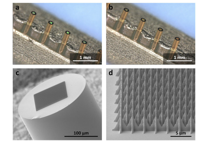 Miniature Fibre-Optic Probes for Rapid Bacteria Detection