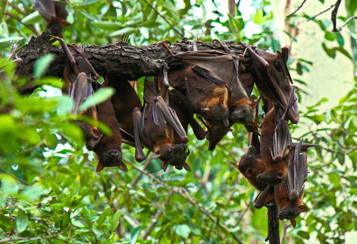 Bats in a tree