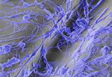 A potential new route to future nerve regeneration technologies