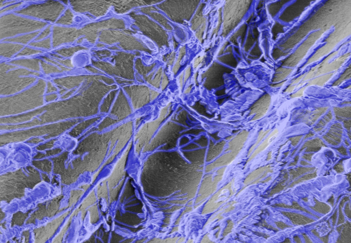 A potential new route to future nerve regeneration technologies