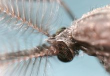 Malaria mosquitoes eliminated in lab by creating all-male populations