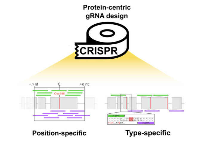 CRISPR-TAPE