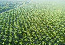Could Africa have a sustainable palm industry?