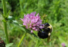 More flowers and pollinator diversity could help protect bees from parasites