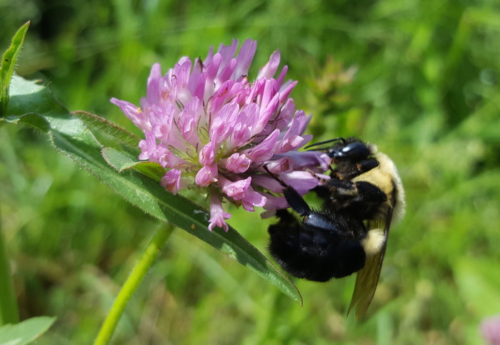 Bee on a clover flower