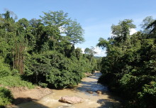 Deforestation squeezes top predators in forest streams