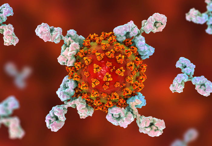 Antibodies attacking SARS-CoV-2 virus