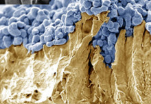 Understanding new gen materials for low cost hydrogen from sunlight and water