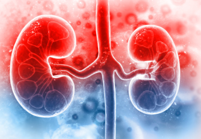 Illustration of human kidneys