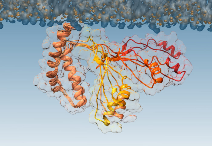 3D illustration of a protein structure