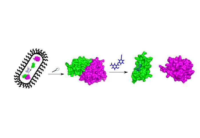 Inhibition of PPIs in Bacteria