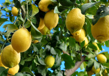 New LEMONTREE project aims to improve Earth System models