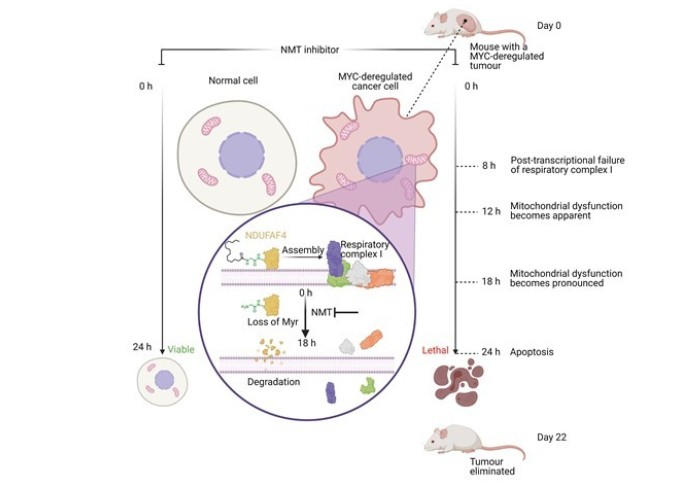 N-myristoyltransferase inhibition selectively kills MYC-deregulated cancer cells via a mitochondrial failure mechanism