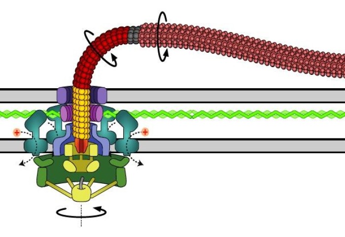 Illustration of the parts of a bacterial tail