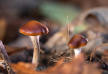 Magic mushroom compound performs as well as antidepressant in small study