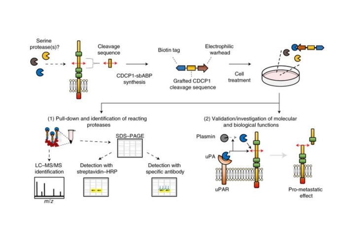 Workflow for the identification of proteases that cleave a protein of interest