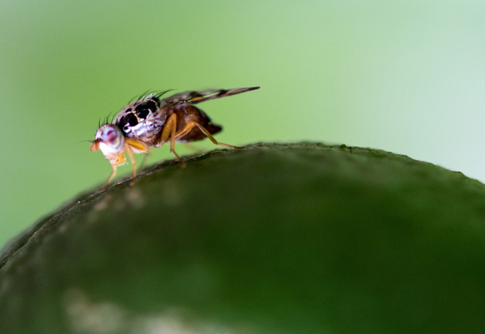 Fly atop a citrus fruit