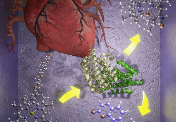 Illustration of a heart with molecules