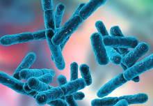 Probiotics linked with fewer respiratory symptoms in overweight and older people