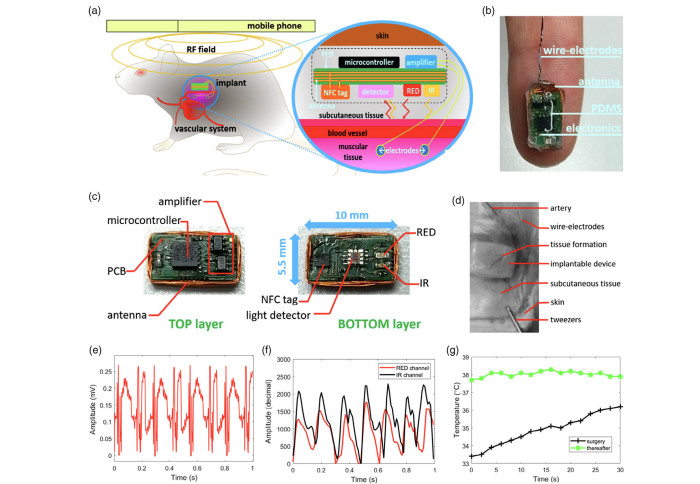 Feasibility Study on Subcutaneously Implanted Devices in Male Rodents for Cardiovascular Assessment Through Near-Field Communication Interface