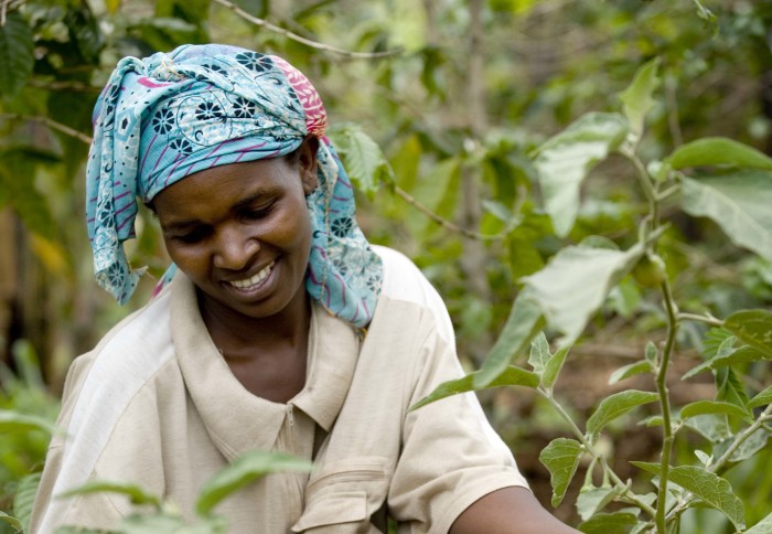 A woman tends to her tomatoes at her homestead in Uganda