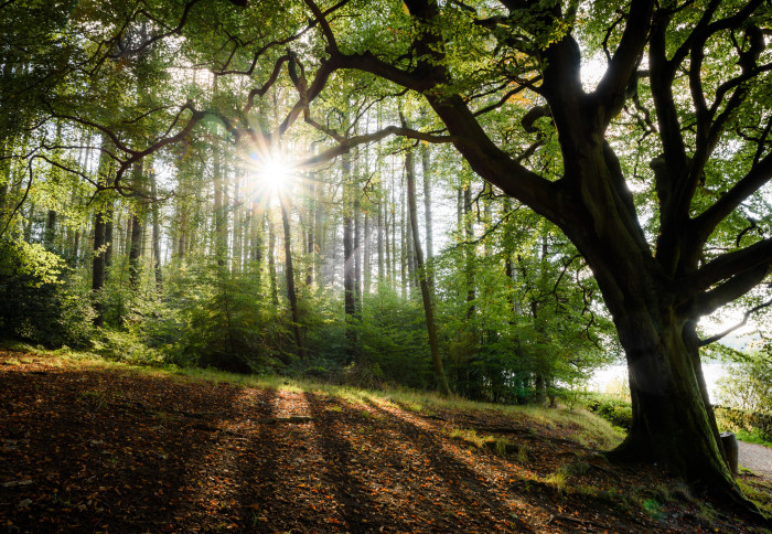 Sunlight through trees in woodland