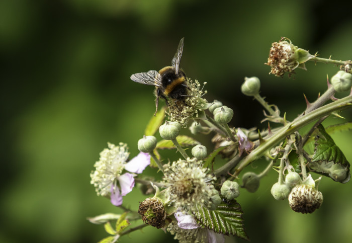 Bumblebee on a flower