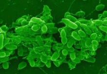 Bacterial warfare provides new antibiotic target