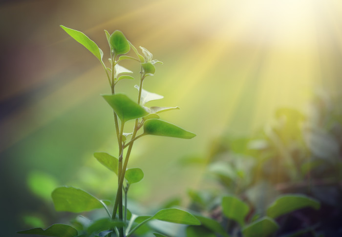 A sapling growing in the sun