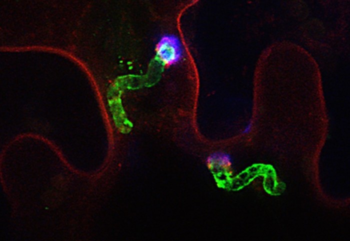 Microscope image of the plant sensor glowing within a plant cell