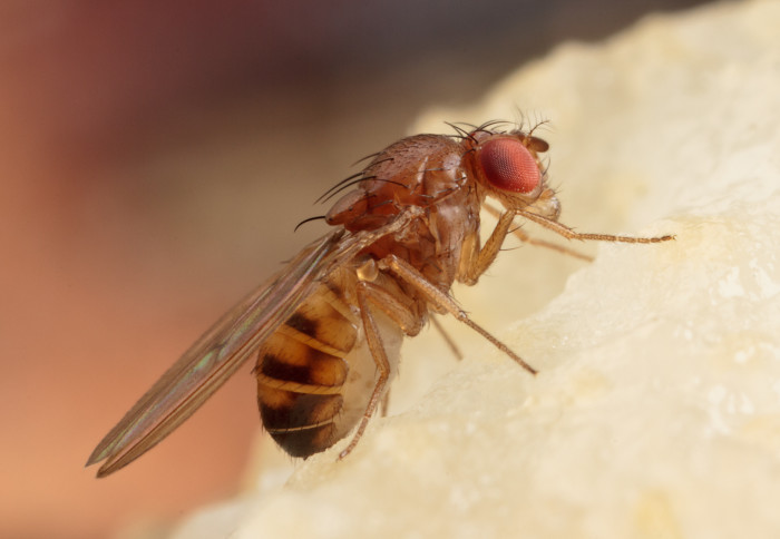 Fruit fly feeding on some fruit