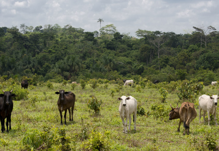 image of cows