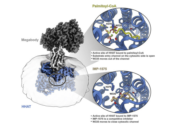cryo-EM structure of HHAT