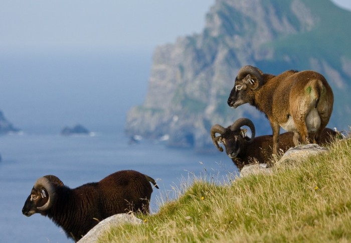 Sheep on a steep hill by the sea