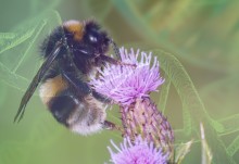 Genes that may be helping bumblebees adapt to environmental change pinpointed 
