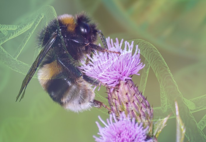 Bumblebee on a flower, overlain with an illustration of DNA
