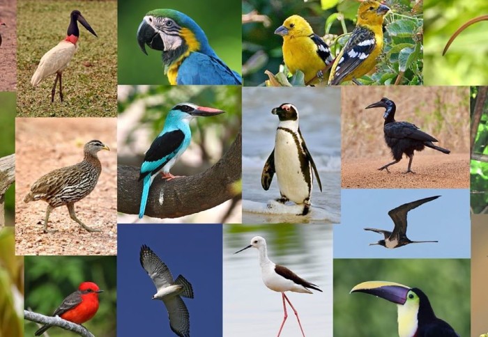 A compilation of photos of different birds