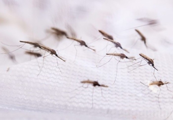 Modified mosquitoes and ‘zombie’ cells: News from the College | Imperial News