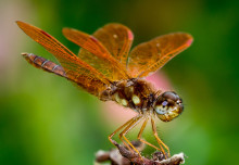 Mechanosensory system found on insect wings could inform future wing designs