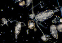 Ocean carbon and plastic-eating microbes: News from the College