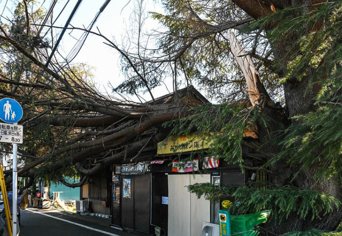 Photo shows typhoon damage: a broken tree has landed on a row of shops
