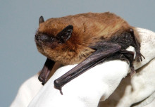 COVID-19 poo test for bats may help pandemic monitoring and conservation efforts