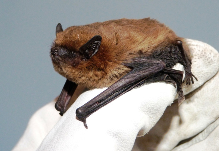 A small brown bat sitting on a gloved hand