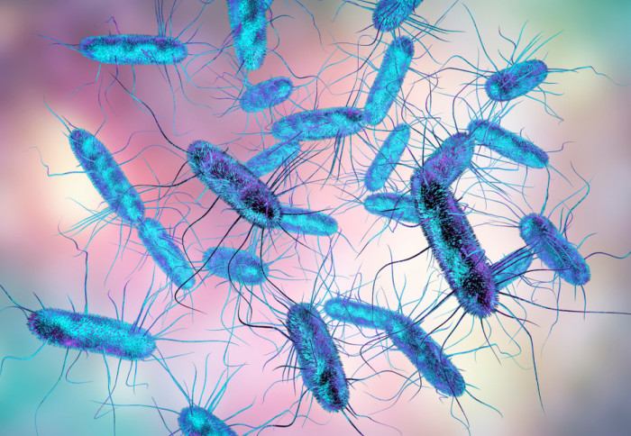 Illustration of Salmonella bacteria
