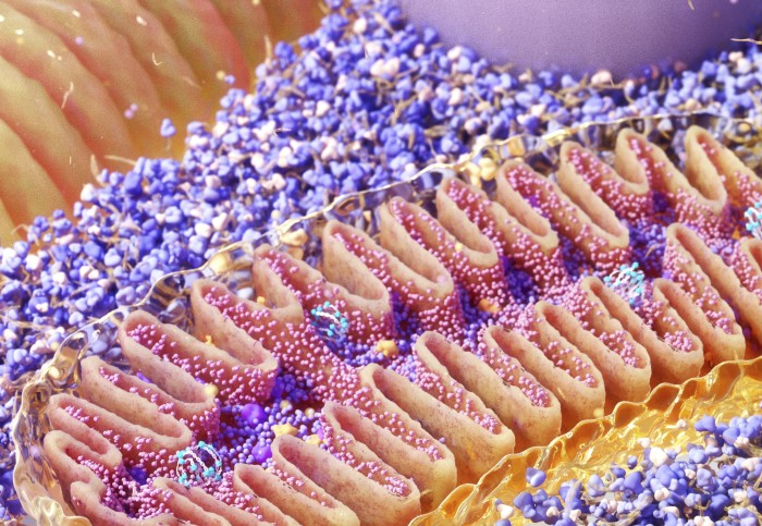 illustration of mitochondria structure