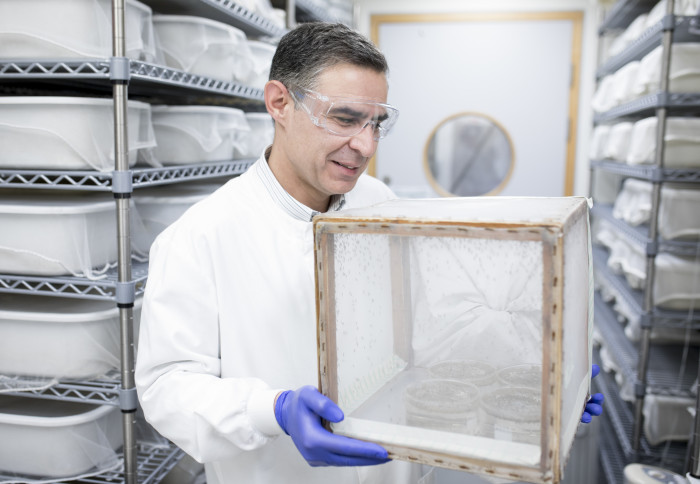A man holding a netted cage of mosquitoes