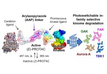 Light-mediated multi-target protein degradation using photoswitching