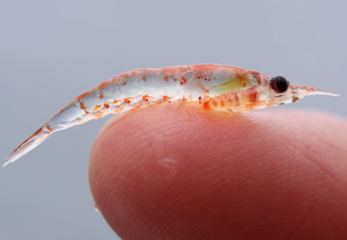 A tiny translucent crustacean on the tip of a finger